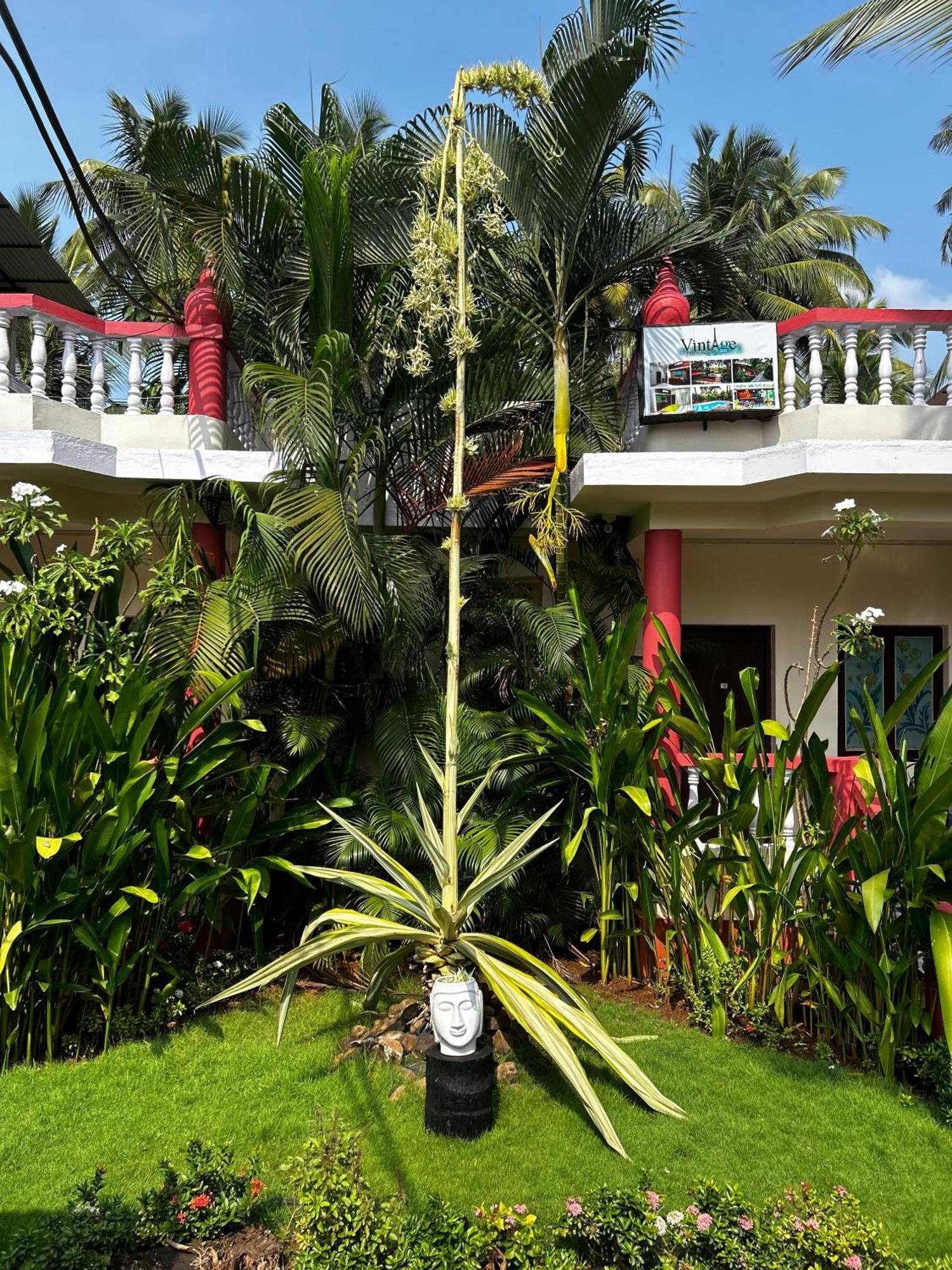 Vintage Beach Resort Agonda Eksteriør bilde